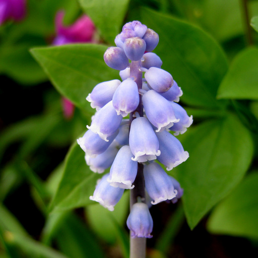 Muscari comosum